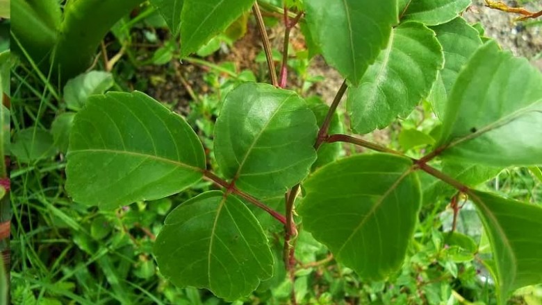 Cây Vác. Cayratia trifolia - Cây Thuốc Nam Quanh Ta
